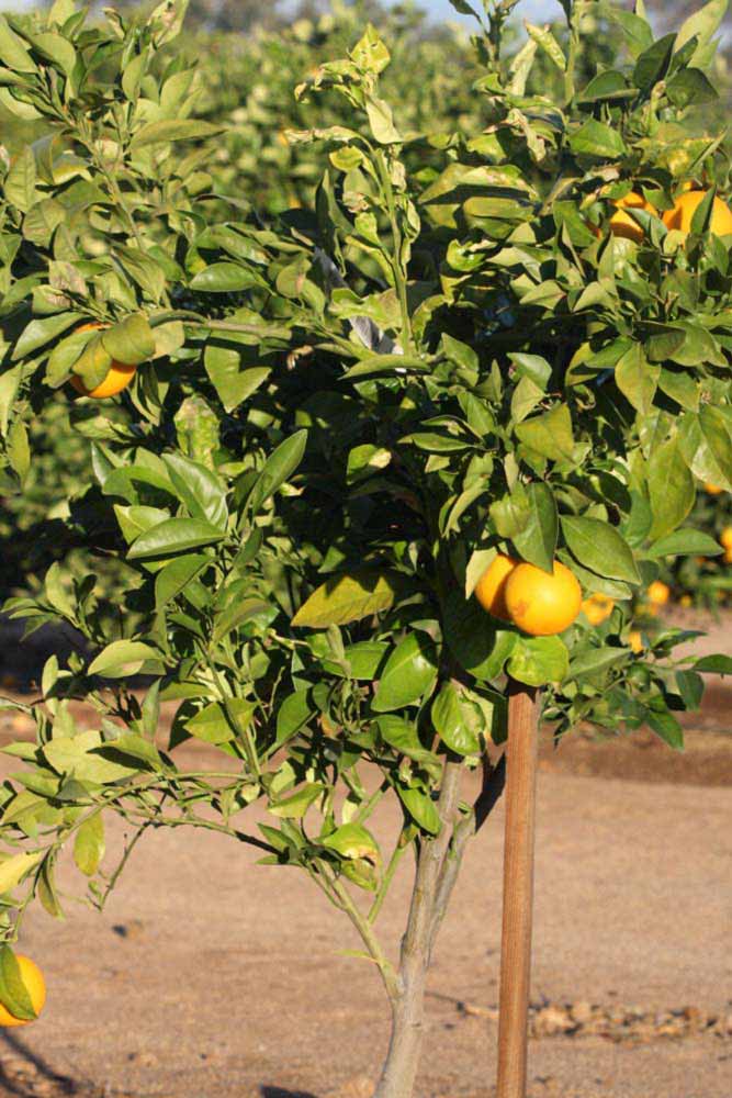            Habit (Riverside, CA)   